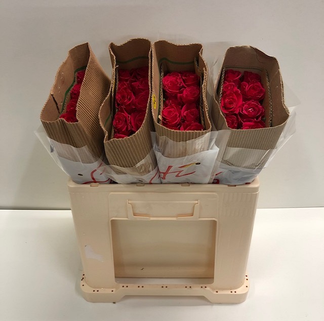 Rosa gr garotta SB.jpg